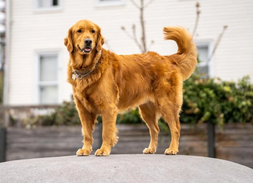 Pet Photo